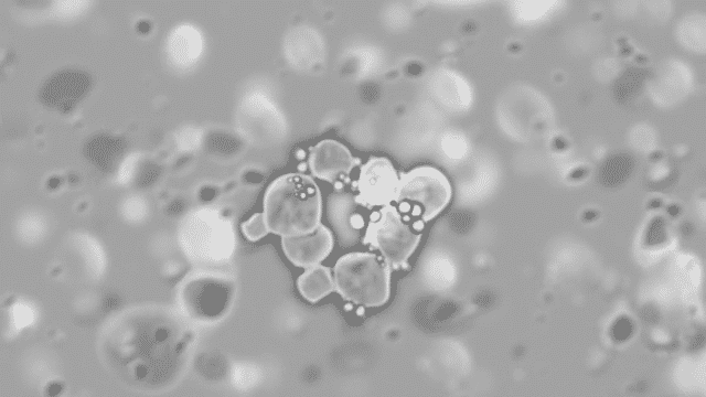 peptide